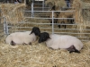 exposition d'animaux : les ovins