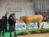 aquitanima-2015-concours-blond-d-aquitaine-22