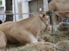 journee-de-l-elevage-2015-animaux-23