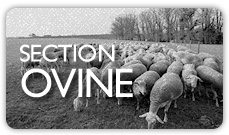 Section ovine