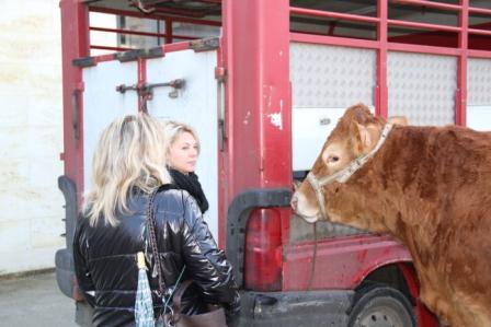 Quand les blondes admirent les Limousines