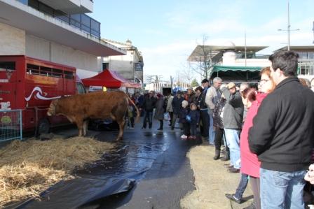 Il y avait déjà foule à l'arrivée des bovins