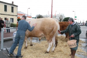 Les boeufs gras à Toulenne - samedi 1er mars 2014