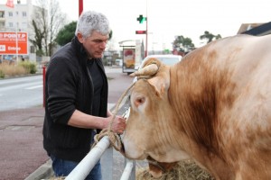 Les boeufs gras à Toulenne - samedi 1er mars 2014