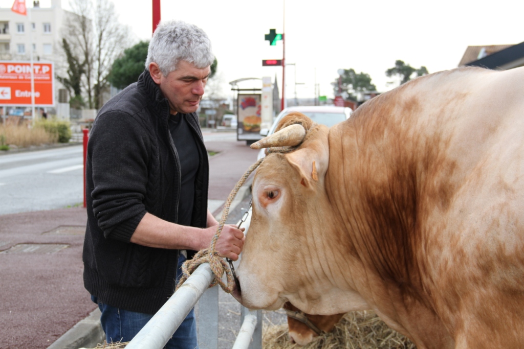 Les boeufs gras à Toulenne - samedi 1er mars 2014