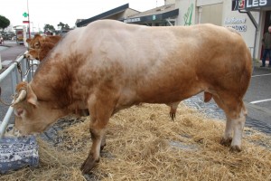 Les boeufs gras à Toulenne - samedi 1er mars 2014