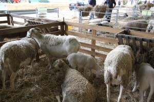 Journée agneau de Pauillac à la foire de Bordeaux 2014