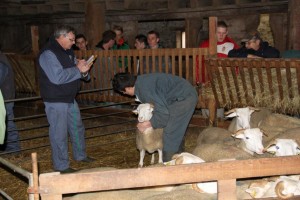 Les Ovinpiades 2015 à Gironde sur Dropt