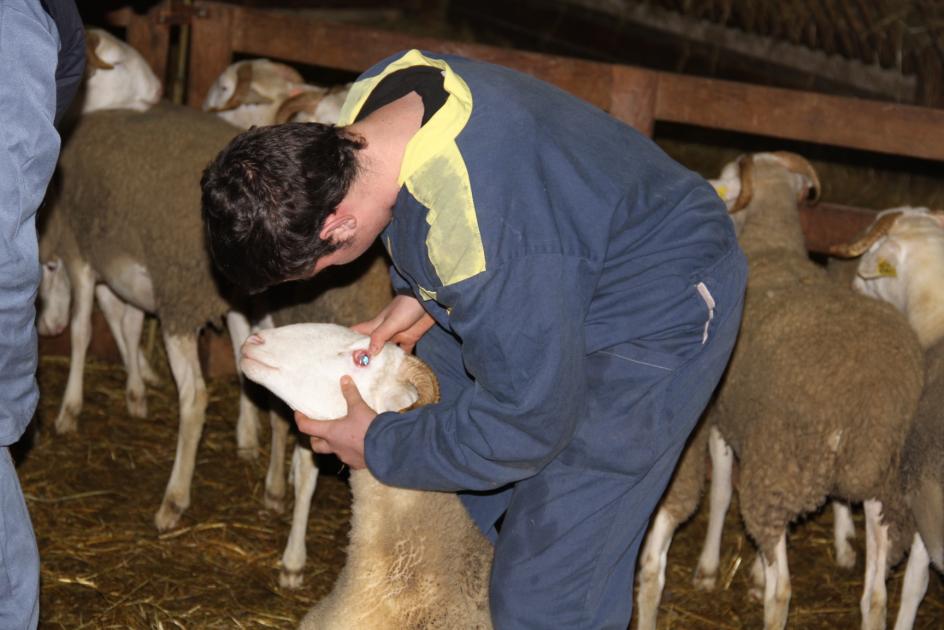 Les Ovinpiades 2015 à Gironde sur Dropt