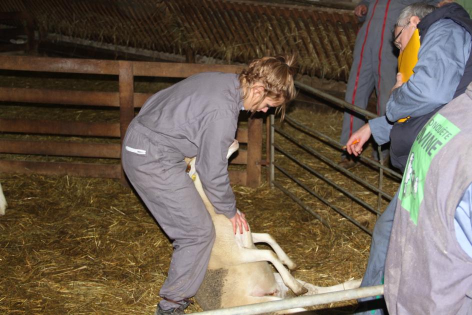 Les Ovinpiades 2015 à Gironde sur Dropt