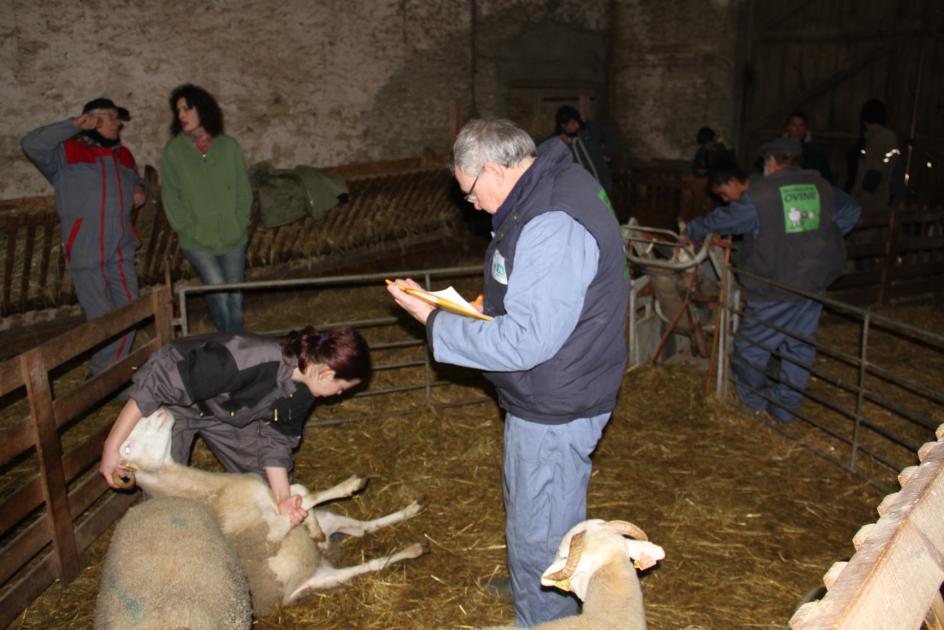 Les Ovinpiades 2015 à Gironde sur Dropt