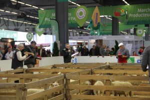 le concours de l'agneau de Pauillac - foire de Bordeaux 2015