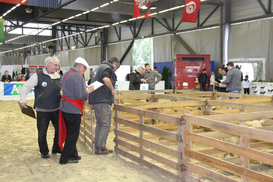 le concours de l'agneau de Pauillac - foire de Bordeaux 2015