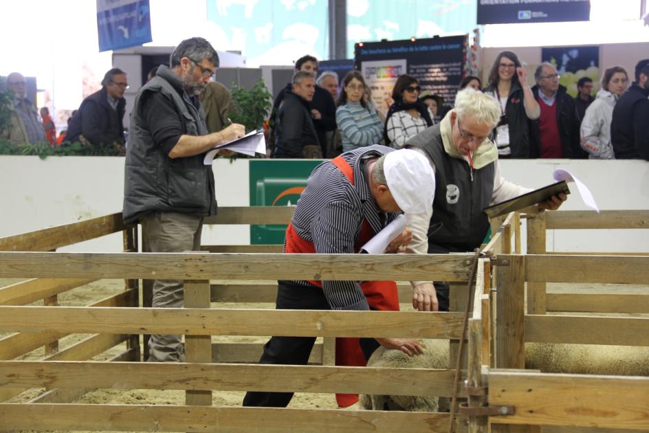 le concours de l'agneau de Pauillac - foire de Bordeaux 2015