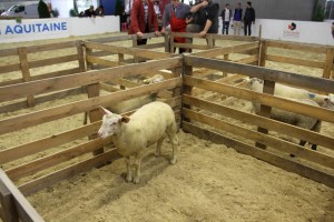 le concours de l'agneau de Pauillac - préparation