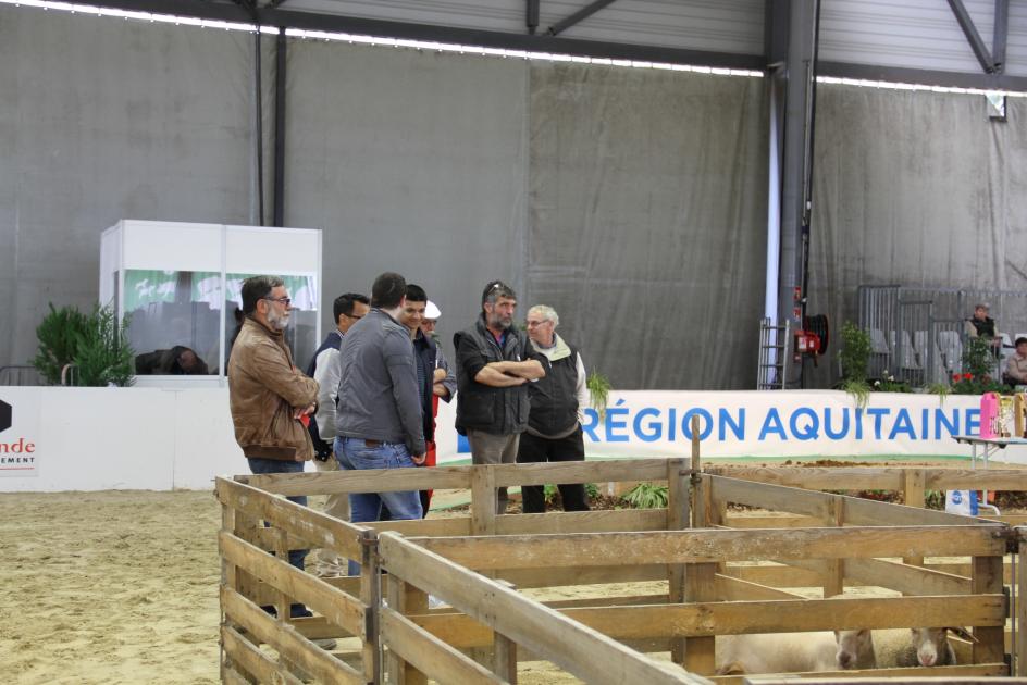 le concours de l'agneau de Pauillac - foire de Bordeaux 2015