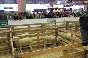 le concours de l'agneau de Pauillac - foire de Bordeaux 2015