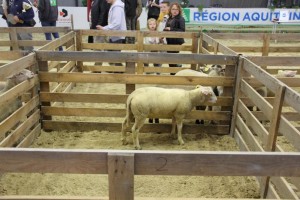 le concours de l'agneau de Pauillac - foire de Bordeaux 2015