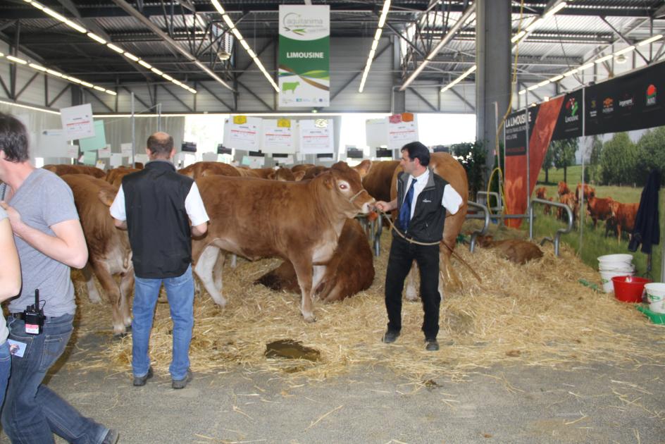 tournage du film "La vache" avec Jamel Debbouze