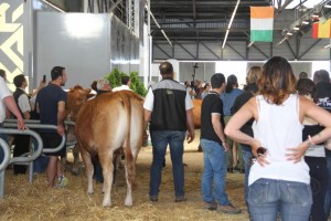 tournage du film "La vache" avec Jamel Debbouze