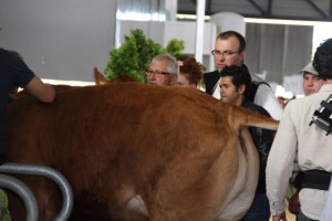 tournage du film "La vache" avec Jamel Debbouze