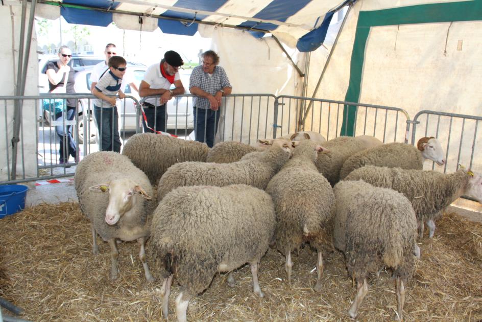 Fête de l'agneau à Pauillac 2015