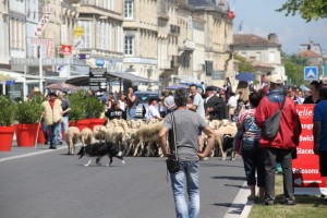 Fête de l'agneau à Pauillac 2015