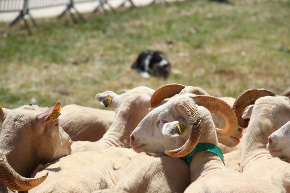 Fête de l'agneau à Pauillac 2015