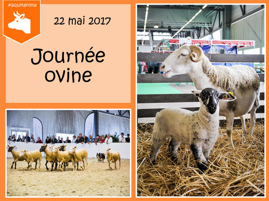 journe-e-ovine_news_image