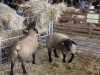 exposition d'animaux : les ovins